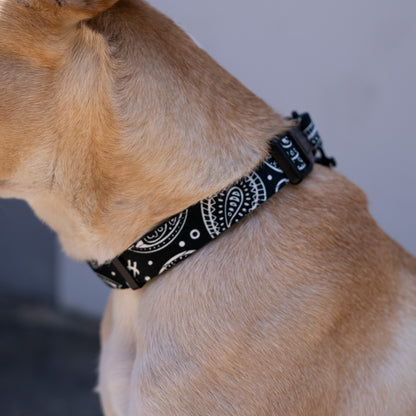 OG Bandito Pet Collar